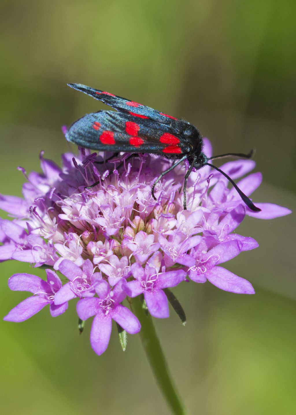 Zigaena filipendulae?